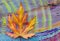 The autumn maple leaves on painted colorful wooden background.