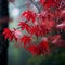 Autumn maple leaves with raindrops. Beautiful red maple leaves with raindrops. Generative AI