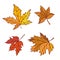 Autumn maple leaves set september or october leaf fall. Vector outline illustration sketch colourful isolated autumnal