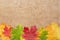 Autumn maple leaves on wool cloth background