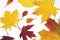 Autumn maple and other leaves on white background