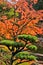 Autumn Maple and Pine Tree in Japanese Garden