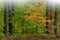 Autumn Maple in Pine Woodland