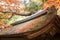 The autumn maple scene at Ryoanji Temple. TheZen Temple with famous rock garden.