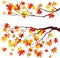 Autumn maple tree branches