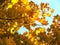 Autumn maple tree with golden leaves in full sun