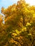 Autumn maple tree with golden yellow glowing foliage in full sun