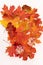 Autumn maple tree leaves, fall season leafage