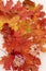 Autumn maple tree leaves, fall season leafage