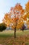 Autumn maple tree in a park.
