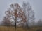 Autumn maple tree with red leaves on a background of gray birch