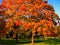 Autumn maple trees in fall city park