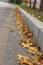 Autumn maple trees and path