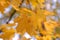 Autumn. Maple yellow fall leave