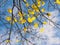 Autumn maples branches over blue sky