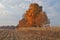 Autumn Maples in Corn Field