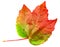 Autumn mapple leaf