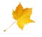 Autumn marple leaf
