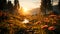 Autumn meadow backlit forest growth in sunrise