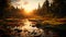 Autumn meadow backlit forest growth in sunrise