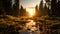 Autumn meadow backlit forest growth in sunrise