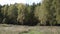 Autumn meadow in front of Birch Grove.