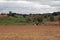 Autumn meadow with grazing cows, Monroe County, Wisconsin, USA