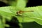 Autumn Meadowhawk Dragonfly   46038