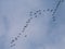 Autumn migration of geese