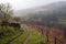 Autumn mist in Alpine vineyard