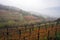 Autumn mist in Alpine vineyard