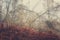 Autumn misty background, birch grove and fern
