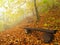 The autumn misty and sunny daybreak at beech forest, old abandoned bench below trees. Fog between beech branches.