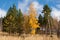 autumn mixed forest in clear weather against the blue sky