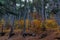 Autumn mixed forest. Forest of deciduous and pine trees