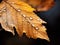 Autumn Moments: Leaves Descend from Trees, Rain Kisses the Forest Floor