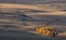 Autumn Mongolian landscape: high-altitude steppe with small groves of larch, illuminated by the sun. Roads in the steppe. Western