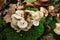 Autumn mood atmosphere: View on moss covered tree trunk, foliage leaves, group of white mushrooms, hazelnut in german forest -