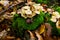 Autumn mood atmosphere: View on moss covered tree trunk, foliage leaves, group of white mushrooms, hazelnut in german forest -