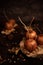 Autumn mood background. Old fashioned toffee apples with twig sticks