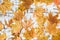 Autumn mood. Yellow, orange maple leaves on a wooden background. Lots of dry leaves and chestnuts. Natural materials