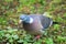 Autumn morning. A beautiful turtle dove collects worms for their children