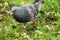 Autumn morning. A beautiful white-and-blue dove stands in the grass of a city park