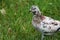 Autumn morning. A beautiful white-brown pigeon hiding in the grass of a city park