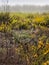 Autumn morning. Cobweb on the branches of yellow plants. Scenic fall.