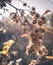 Autumn morning and dry thistles