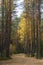 Autumn morning in forest: trail in pines and trees covered with yellow leaves. Fall coming to woods