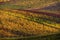 Autumn Morning Landscape With Colorful Grape Vineyards Of Czech Republic. Rows Of Vineyard Grape Vines. European Autumn Grape Vine