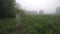 Autumn morning mist in meadow and wind in spider-web, time lapse