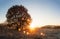 Autumn morning sunrise. Scenic nature landscape. Fall nature. Beautiful view on tree in sunlight